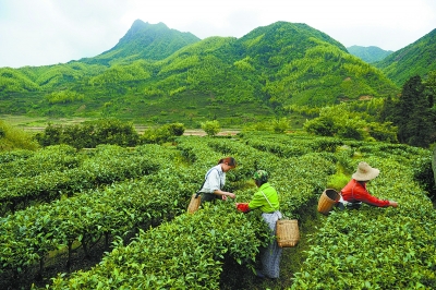 句容市九华茶场绿色发展繁荣景象的最新报道